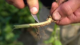 How is a Soybean Variety Created?