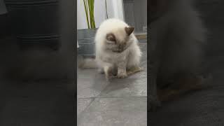 funny cat playing 🤣🩵 - CatMia