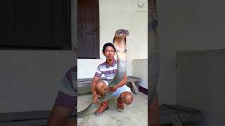 ভয়ংকর কিং কোবরা সাপের ফণার রহস্য দেখুন King Cobra Hood #kingcobra #snake #snakevideo