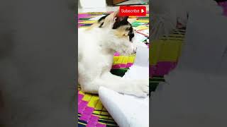 টমির দুষ্টামি 🥰#love #cat #cute #cutebaby #cuteanimal #cat #funny #cutecat #viralvideo #viralshort