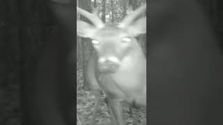 Shy Buck Says Hello #short #shortsfeed #wildlife #deer #mkyb