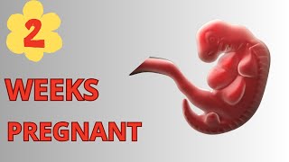 2 Weeks Pregnant: Symptoms And Baby Size In Womb / Early Pregnancy.