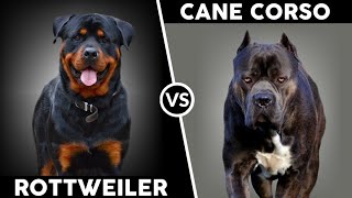 Rottweiler vs Cane Corso attitude status😱 DOG'S-planet💕 #Short