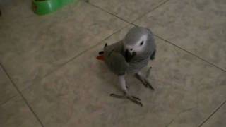 ♥ Loro Yaco volando ♥