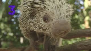 5 Facts with Jayla:   Brazilian Porcupine