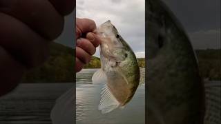 Two White Crappie Catches! #fish #fishing #shorts #viralvideo