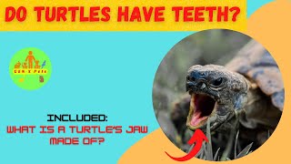 Do Turtles have teeth? | How do turtles eat?