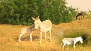 Tow Donkeys very excited with one white female