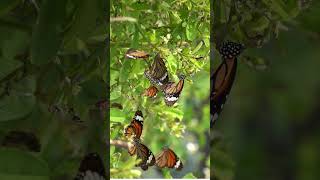 Tiny Wings, Big Wonders 🦋 Butterfly । Nature । Wildlife । Beauty । Garden #shorts