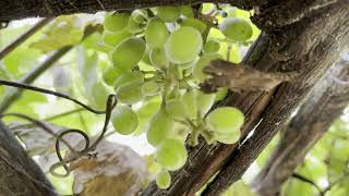 How do grapes looks when they start growing? green grapes