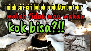 inilah ciri-ciri bebek produktiv bertelur malah tidak mau makan kok bisa?!!