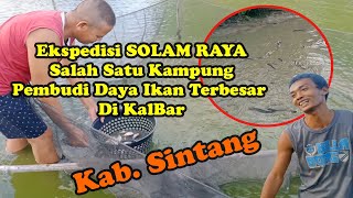 CARA BUDI DAYA IKAN LELE & NILA OMSET LUAR BIASA (KAMPUNG BUDI DAYA IKAN TERBESAR DI KALBAR)