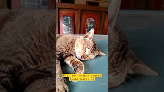 Makan Kenyang Cara Membuat Kucing Tidur (Part 2) #shorts