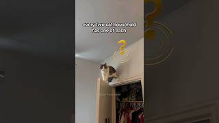 #94 Cute Cat videos 😻😻 #fails #funny #moments #reels