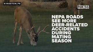 NEPA roads see more deer-related accidents during mating season