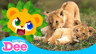 🦁 Roar! The REAL Lion Family!! 🐾 | Baby Lion Song | Learn Animals 🎵 | Dragon Dee Songs for Children