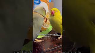 A woman discovers her parrot true colors #shortsvideo #animals #animalshorts #parrot