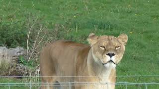 YORKSHIRE WILD LIFE PARK DONCASTER OCTOBER 2021 - GRUMPY GRANDADS DAY OUTS