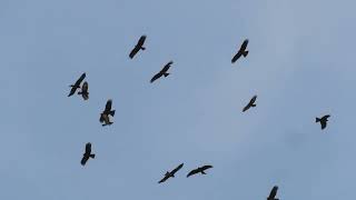 נדידה מעל הערבה. צילום: שחר שלו Steppe Buzzards and Black Kites migration - Arava valley, March 2024