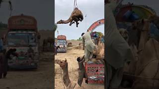 Camels loading part #camel #youtubeshorts #youtubevideos #animals #youtube #goat #shorts