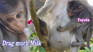 Action..!! Adorable mini Monkey very hungry, Toyota try hug big belly of mom To drag milk from tank