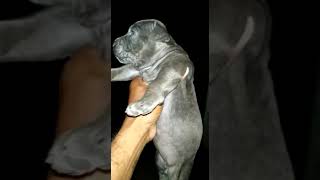 #American PITBULL puppies sale in Chennai top quality pup sales dogs sale in Chennai 8667653954