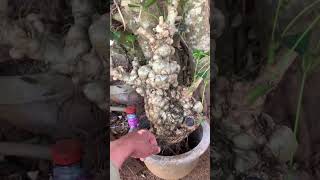 😘Những gốc ngũ da bì khủng😘 #youtubeshorts #bonsai #newyork #caycanh #tphcm #xuhuong #trending