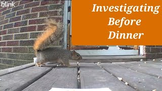 Investigating the porch before dinner