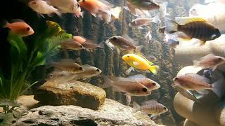 Colorful Cichlids 50 min. Relaxing fishvideo breeding malawi cichlids fish