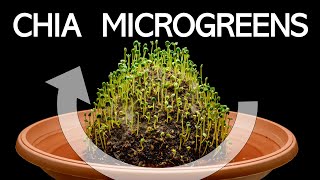 Chia seeds microgreens germination on rotating platform - time lapse [4K]