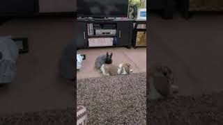 bunnies being weird (Midnight grooms Carl's butt)