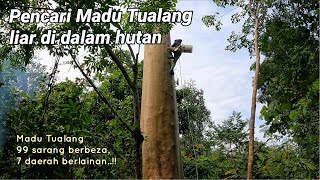 99 sarang madu Tualang, dari 7 daerah..!