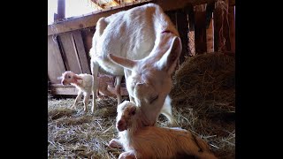 Checking Pregnant Goats... Then BAM!