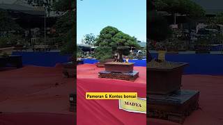 Pameran dan kontes bonsai #bonsai #bonsaitree #bonsaiindonesia #shorts