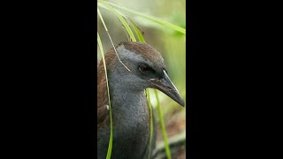 North Island Weka Bird Call of New Zealand 🎶🐦