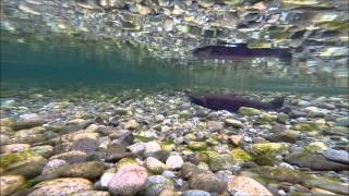 Coho on the Stamp River