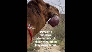 Develer hakkında ilginç bilgiler #1#shorts #keşfet #trend #shortvideo #short #video #yutube