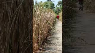 MENEROBOS RUMPUT YG TINGGINYA LBH DARI MANUSIA MENUJU PANTAI 😂😂😂