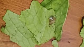 Not in Balboa Park Visitors Part 1a Original - Snail 🐌 on Turnip Greens #snail Read story below!