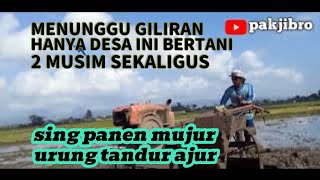 MENUNGGU GILIRAN, HANYA DI DESA INI BERTANI 2 MUSIM SEKALIGUS.@pakjibro9322