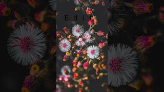 Lightroom Flower Editing || #youtubeshorts #lightroom