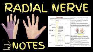 Radial Nerve Anatomy | For Notes, Check Description Box 👇|  @anatomydecoded