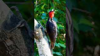 Crazy Pale Billed Woodpecker! #woodpecker #birds #rainforest #photography #subscribe #viral #like