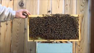 Beekeeping #4 Older bees and queen update