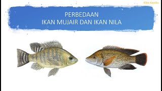 Perbedaan Ikan Nila dan Ikan Mujair#perbedaan nila dan mujair