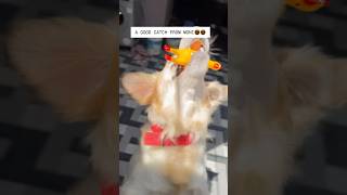 A good catch from monieeeeee😍😍#goldenretriever #love #games #trending #reels #shortsviral #lab