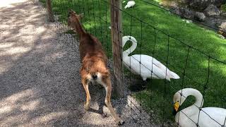 Swan ATTACKS deer at Wildpark Poing in Munich, Germany