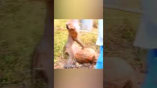 Rescuing a monkey after being electrocuted #animals #animalshorts