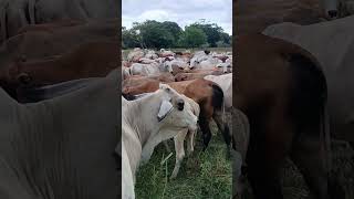 "Ganadería regenerativa en acción: el rol de los toros esterilizados en la finca El Burro"