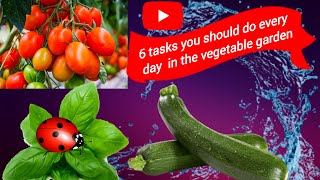 6 task you should do every day in the vegetable garden